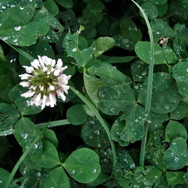 Urtegartneriet øko Hvidkløver Trifolium repens frø 25 g