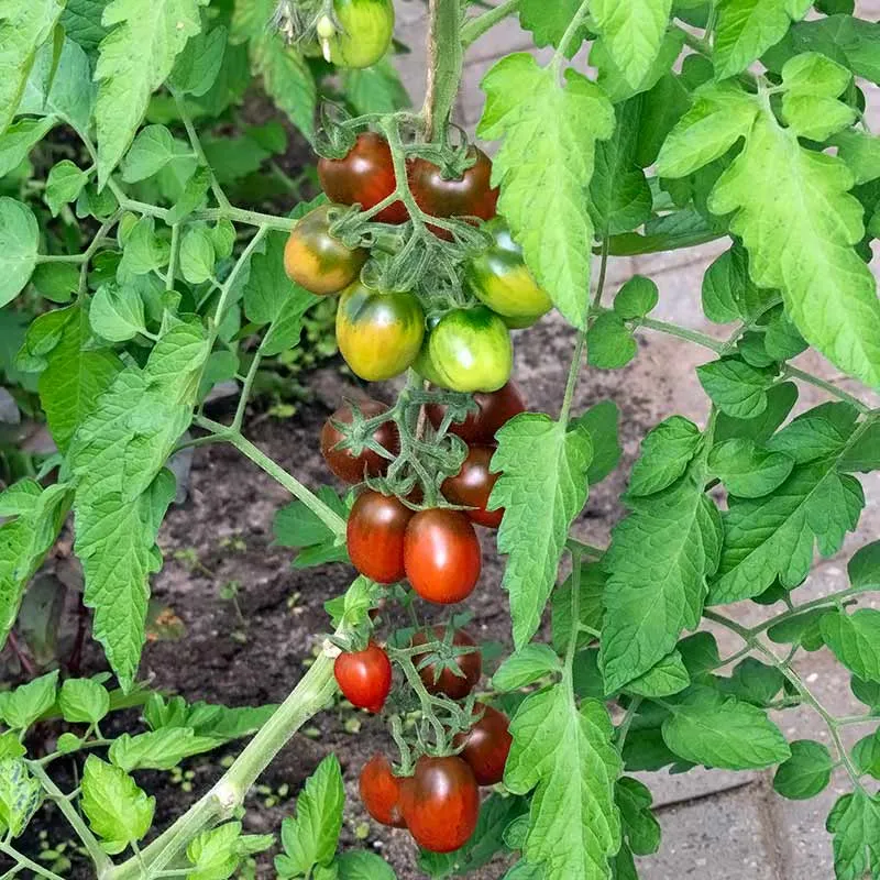 Urtegartneriet øko Black Plum blommetomatfrø 20 frø