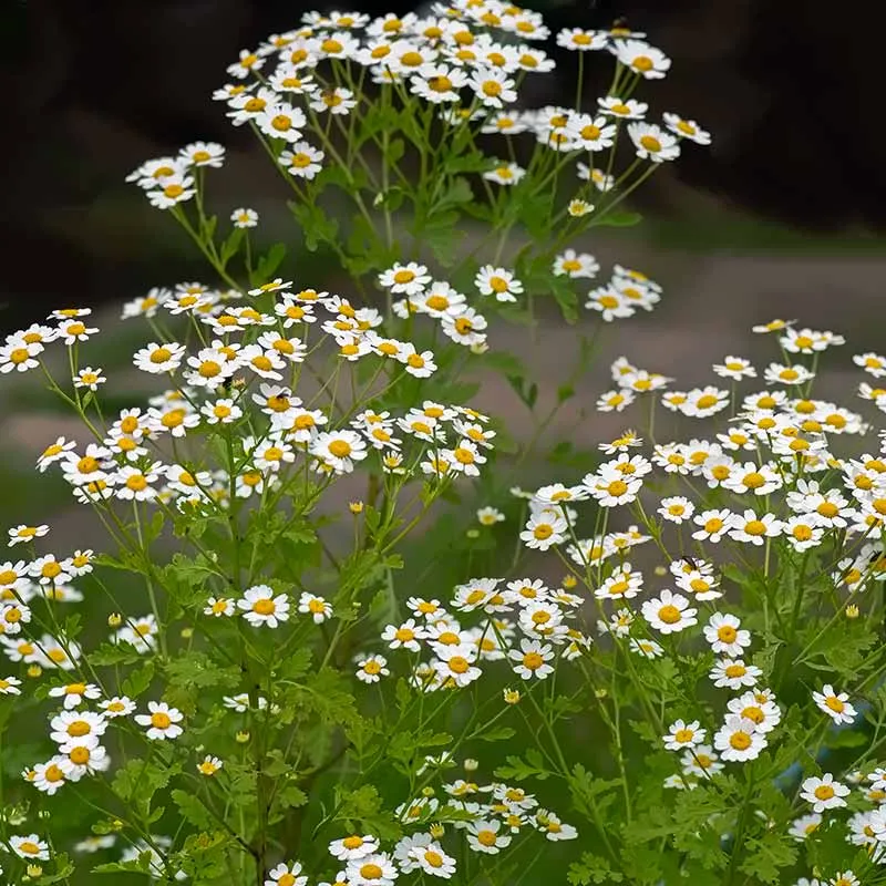 Urtegartneriet øko Matrem Tanacetum parthenium frø flerårig