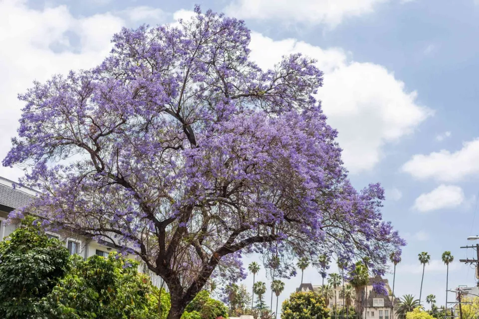 Natureseeds Palisandertræ frø 10 stk blåviolet