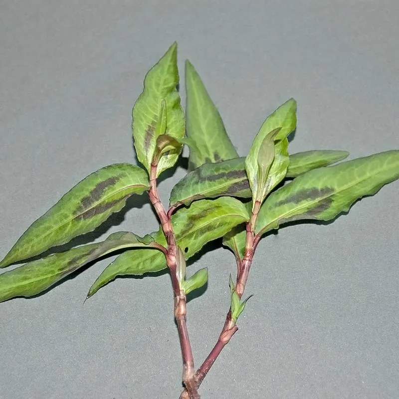 Urtegartneriet øko Vietnamesisk Koriander plante 60 cm flerårig