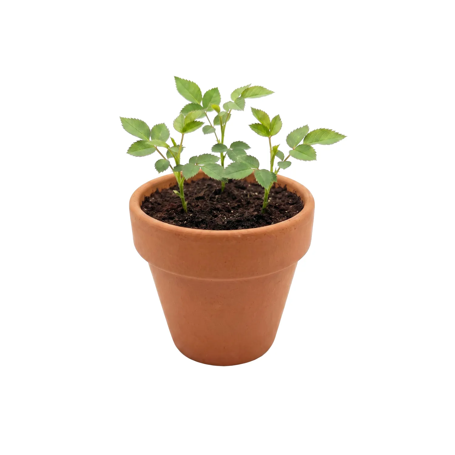 Buzzy Seeds Love minirose dyrkningssæt 12-pak rosa