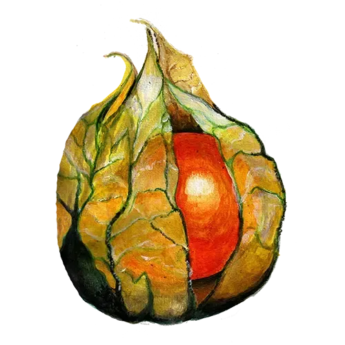 NordFrö Gyllenbär physalis frø søde bær