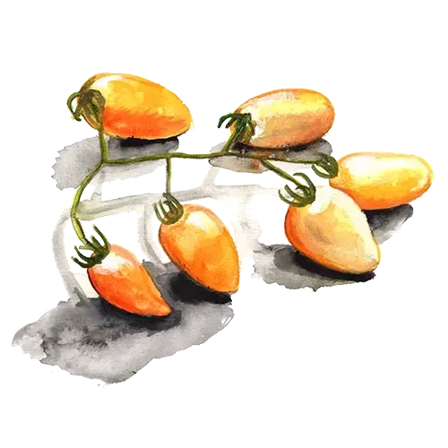 NordFrö Banana Toes dværgtomat frø gul