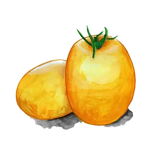 NordFrö Ida Gold tomatfrø – kompakt orange busk