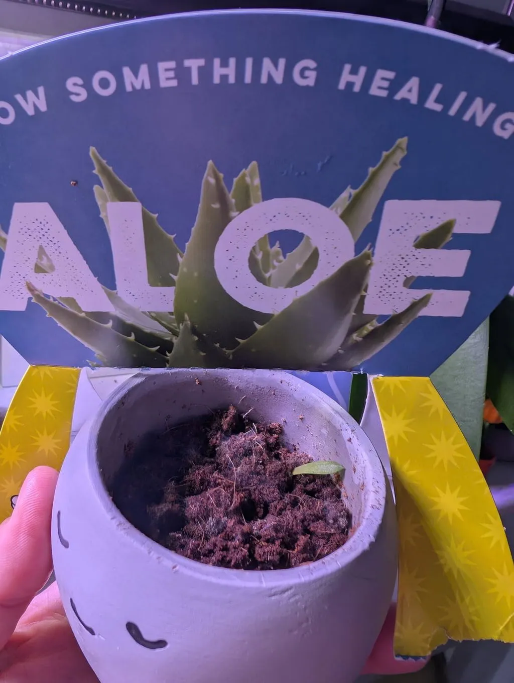 Buzzy Seeds Peaceful Pot dyrkningssæt kamille 1 potte