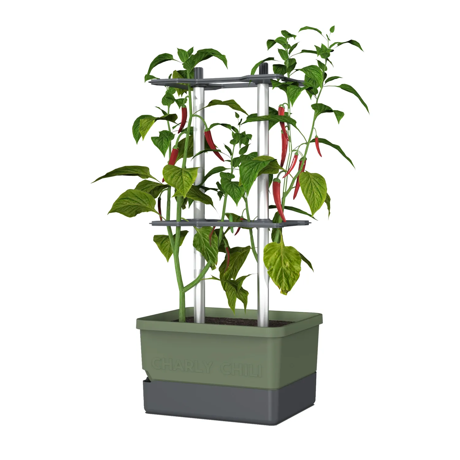 Buzzy Seeds selvvandende chili potte med espalier grøn