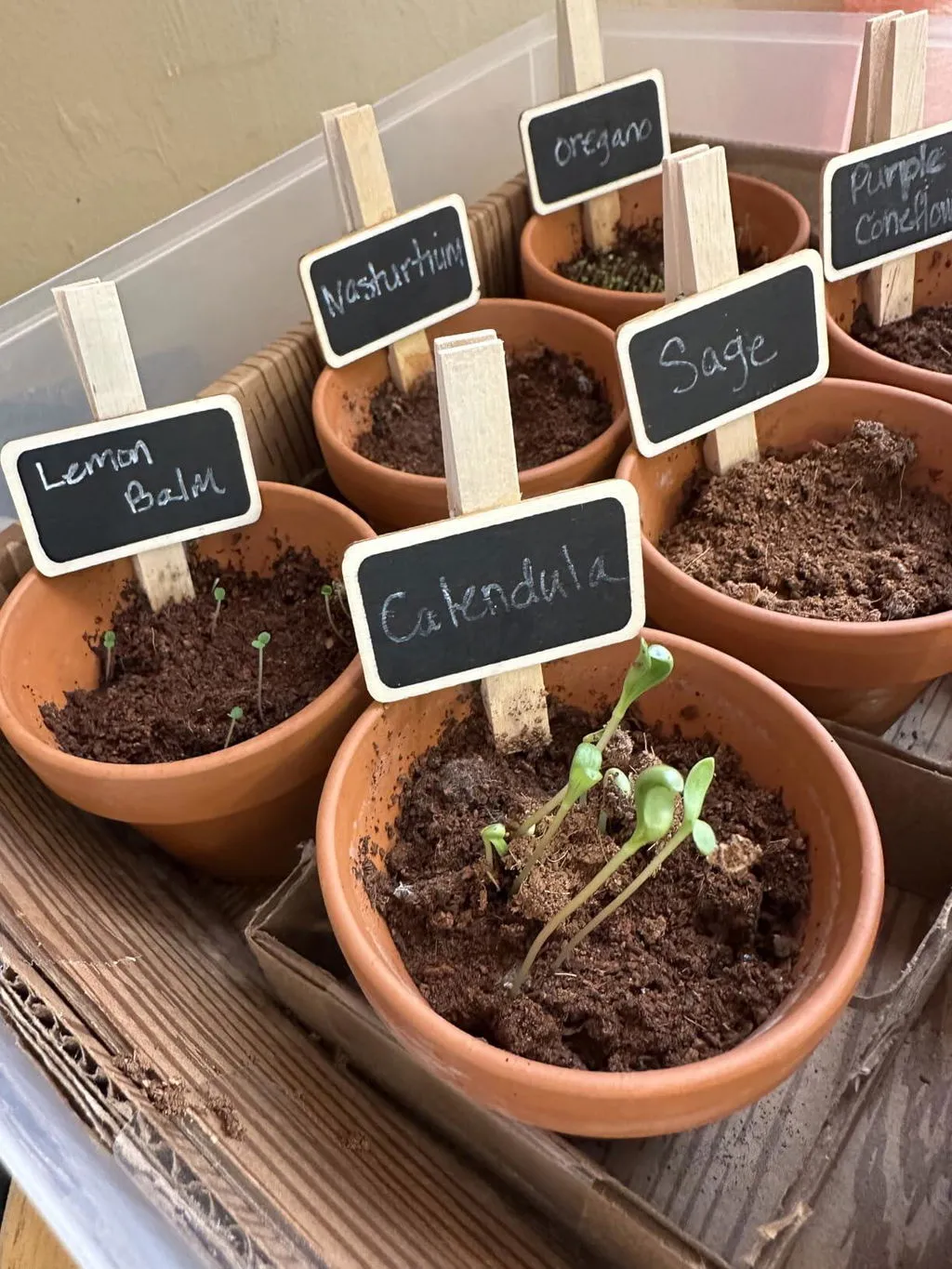 Buzzy Seeds Organic Herb Garden dyrkningssæt 9 sorter økologisk