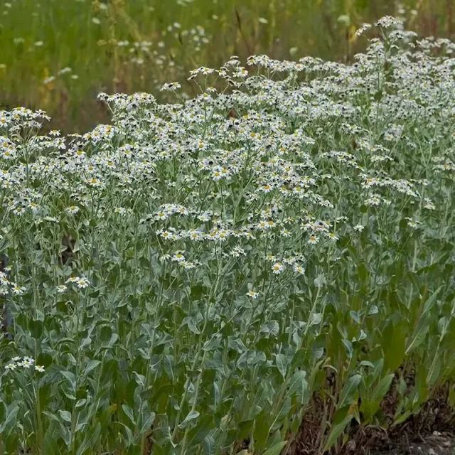 Urtegartneriet øko Tanacetum balsamita kamferbalsam frø