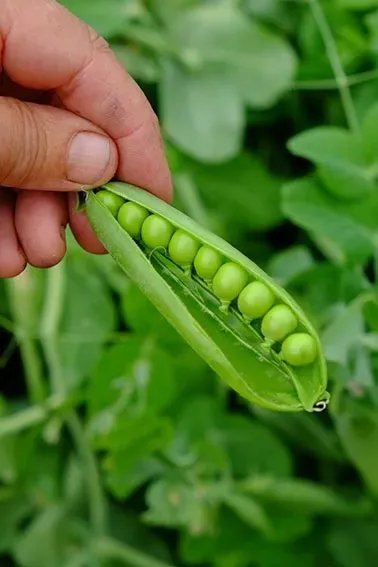 Natureseeds Kelvedon Wonder ærtefrø 20 stk lav