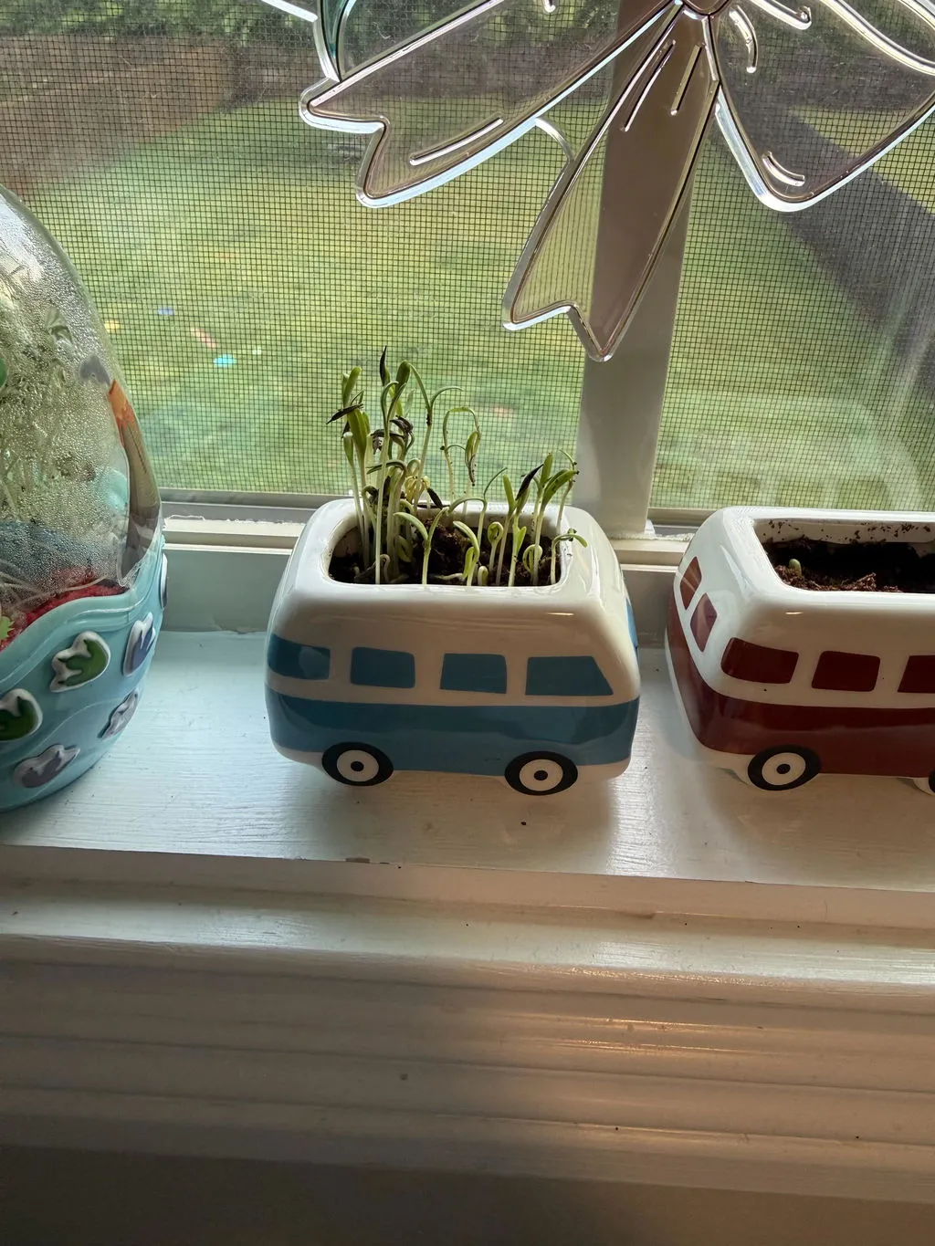 Buzzy Seeds Tea Garden tedyrkningssæt 3-pak urter