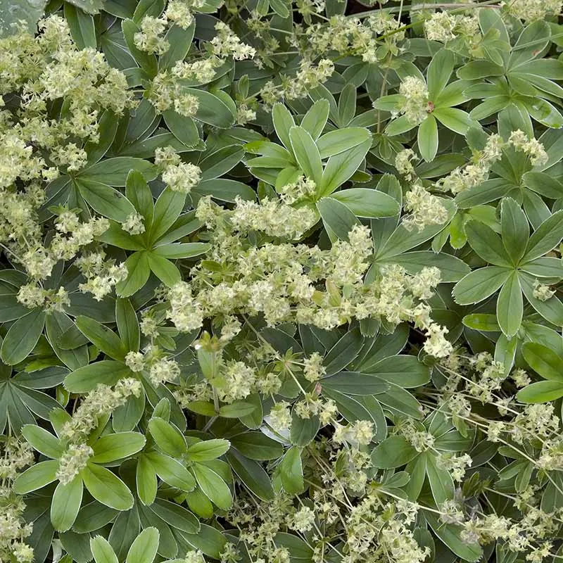 Urtegartneriet øko Bjergløvefod plante 20 cm