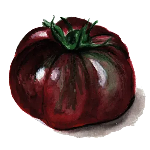 NordFrö Black Brandywine tomatfrø bøf