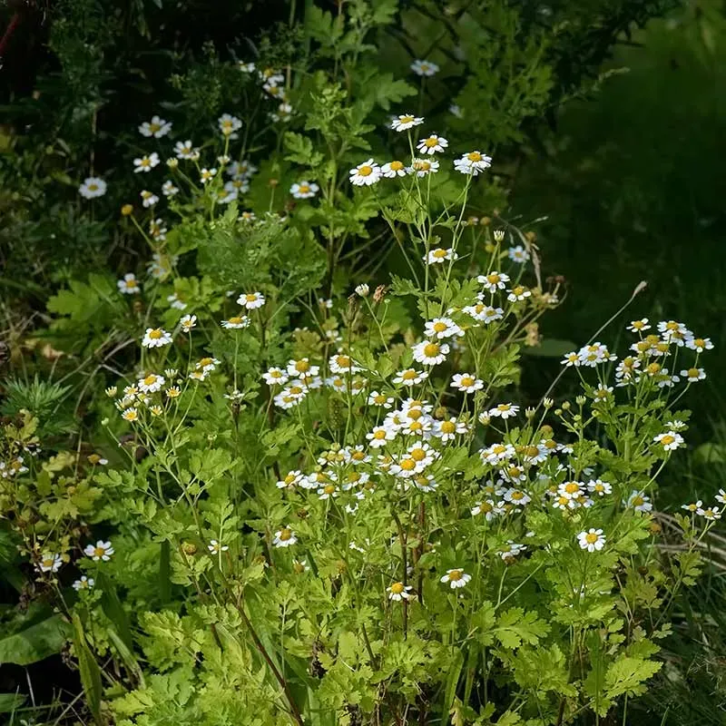 Urtegartneriet øko Matrem Tanacetum parthenium frø flerårig