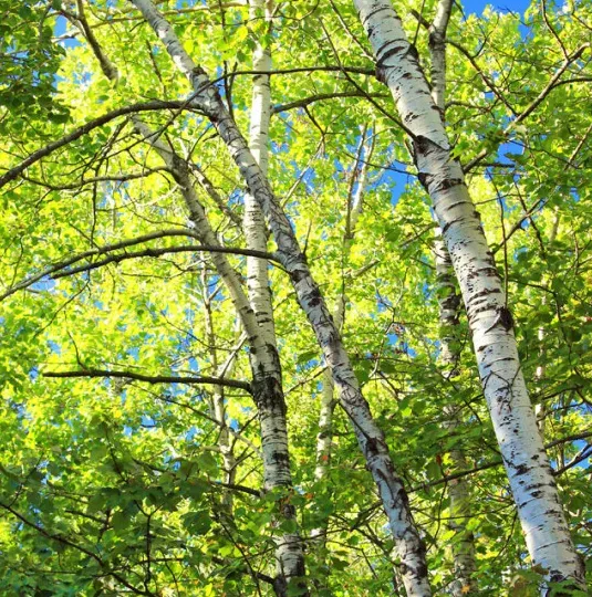 Natureseeds Papirbirk træfrø 10 stk hvid bark