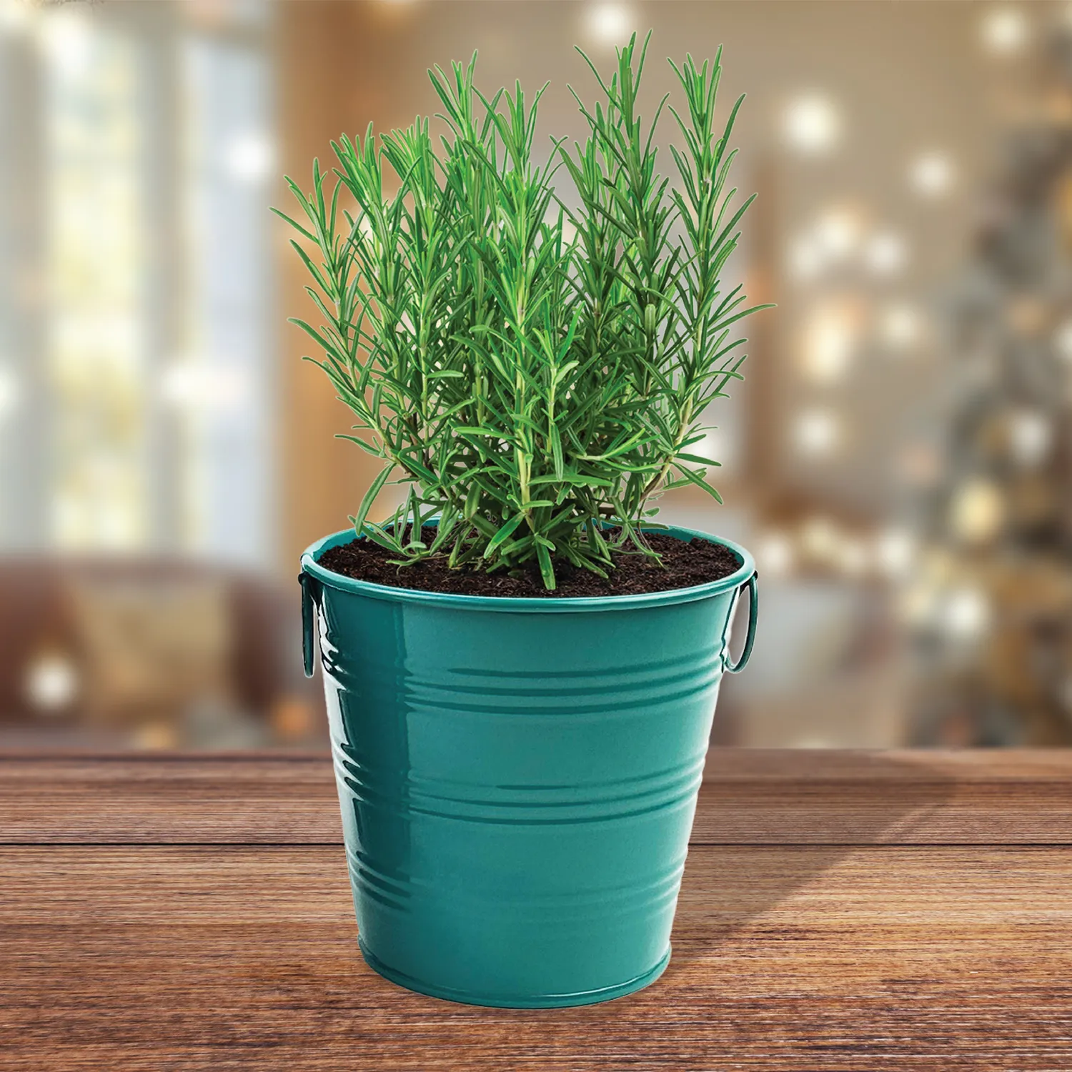 Buzzy Seeds Warm Wishes Holiday Pail dyrkningssæt rosmarin