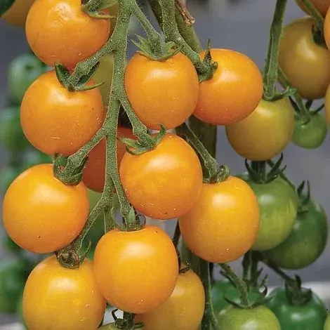Natureseeds Goldkrone cherrytomat frø 10 sød