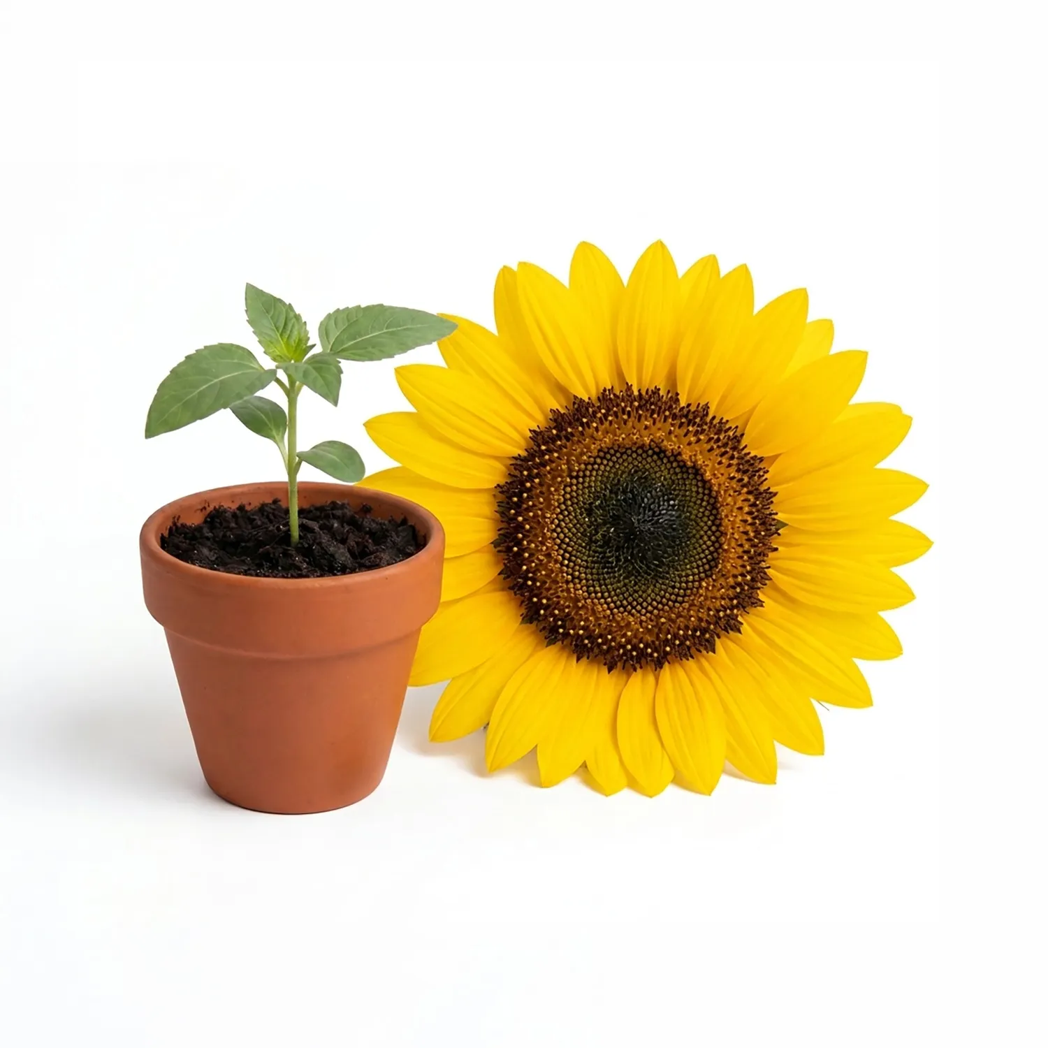 Buzzy Seeds solsikke dyrkningssæt terracotta 20-pak