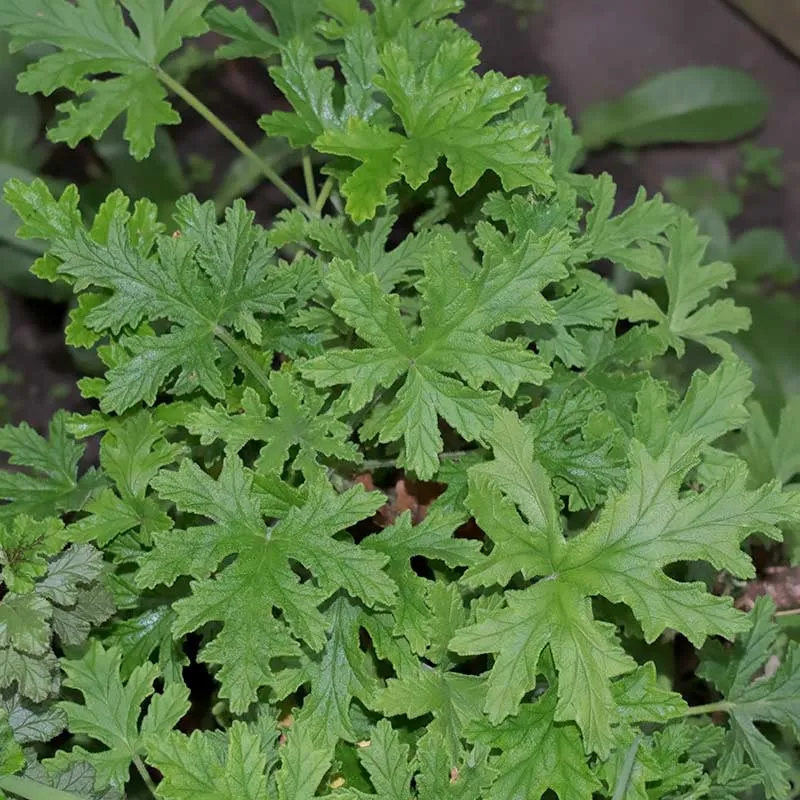 Urtegartneriet øko Ørepineplante Rosengeranie duftgeranie rose-citronduft