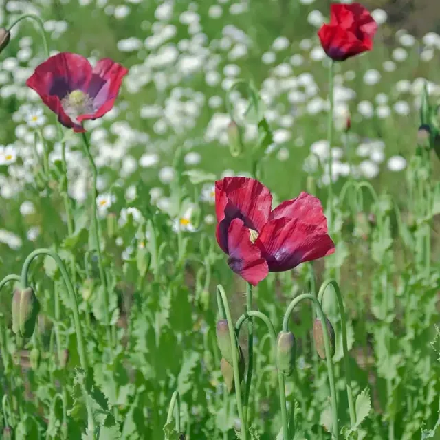Urtegartneriet øko Valmue rød Papaver somniferum frø 100 frø