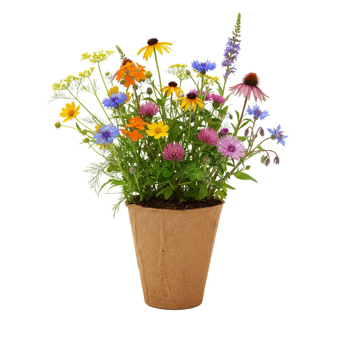 Buzzy Seeds vilde blomster frøbomber dyrkningssæt lilla 6 stk