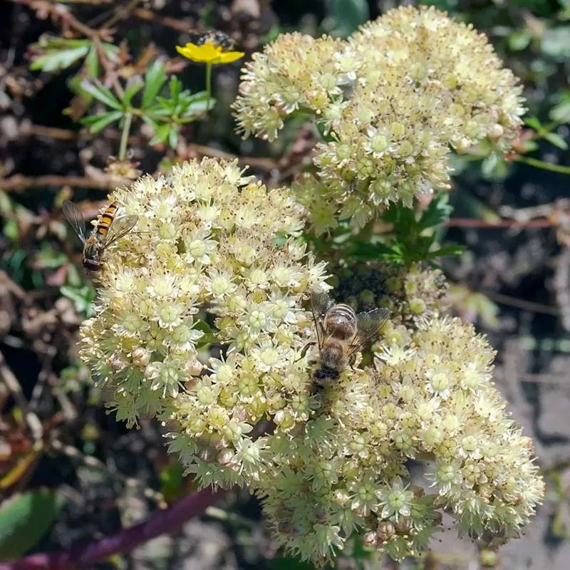 Urtegartneriet øko Sankthansurt Sedum telephium plante 50 cm