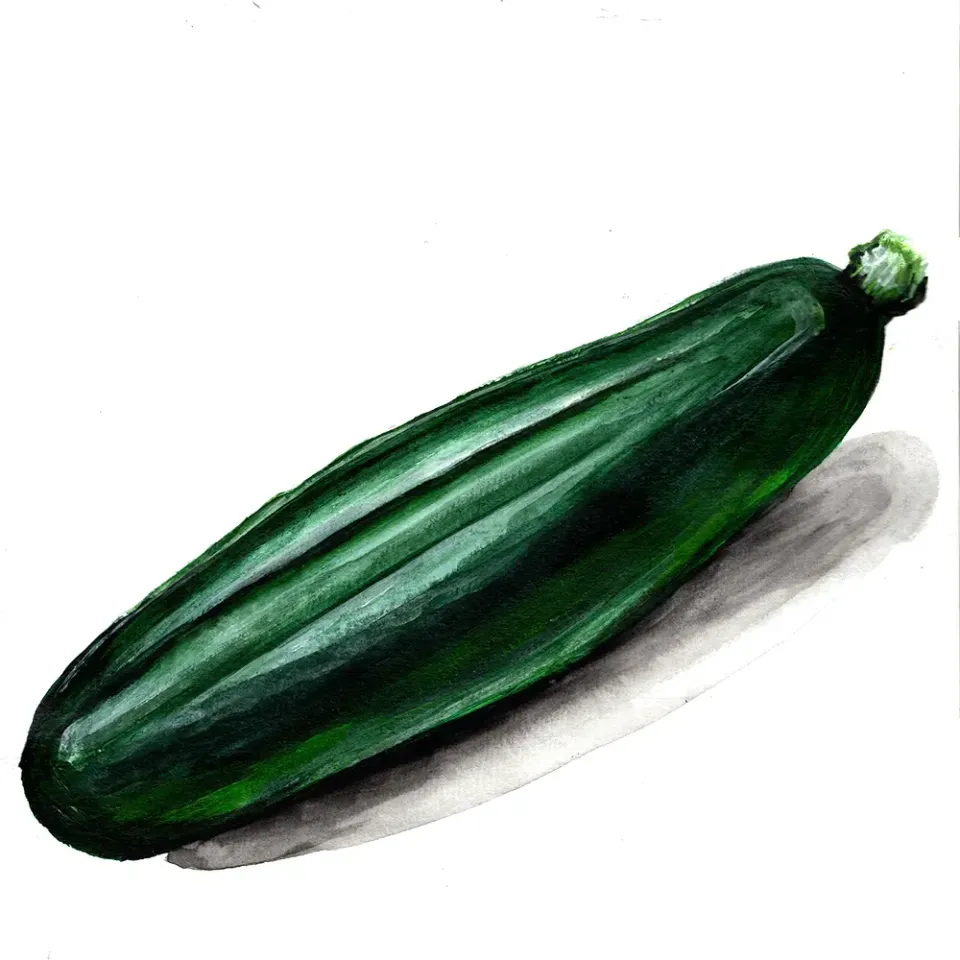 NordFrö Dark Fog squashfrø zucchini mørkegrøn