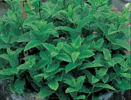 Holschers Mynte frø aromatisk krydderurt