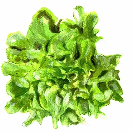 NordFrö Green Salad Bowl salatfrø mild pluksalat