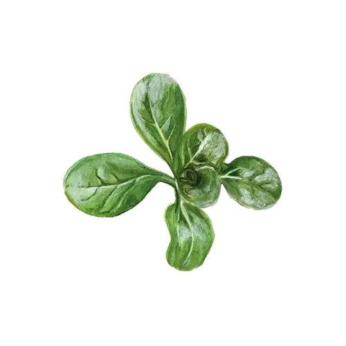 NordFrö Vit salatfrø mild frosttålende
