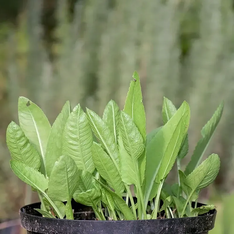 Urtegartneriet øko Peberrod Armoracia plante skarp