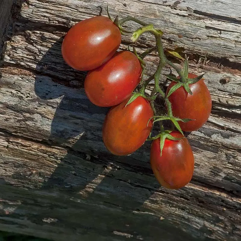 Urtegartneriet øko Black Plum blommetomatfrø 20 frø