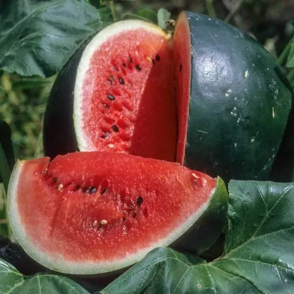 Natureseeds Vandmelon Sugar Baby frø 10 stk 3-5 kg