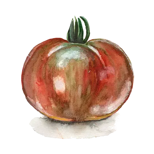 NordFrö Andy's Forty dwarf tomatfrø krukke