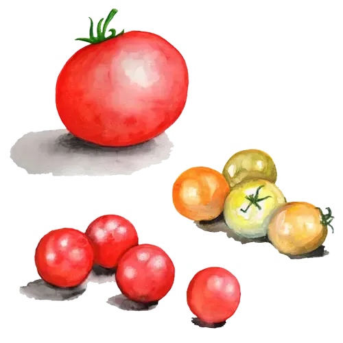 NordFrö Microdwarf Mix tomatfrø til krukke