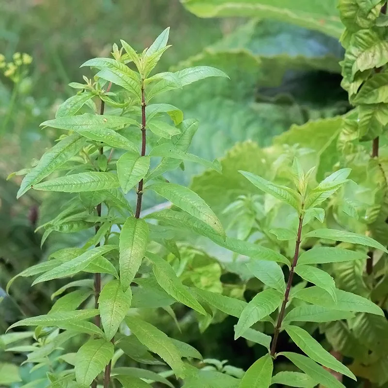 Urtegartneriet øko Citronverbena Aloysia triphylla krydderurt