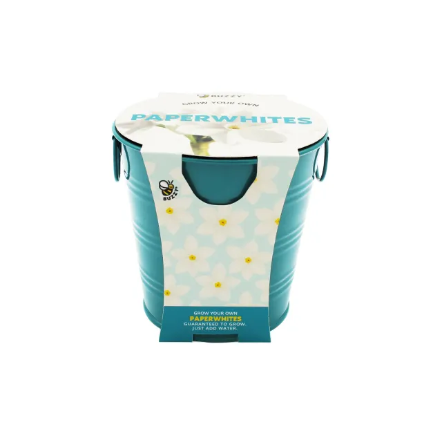 Buzzy Seeds Paperwhite dyrkningssæt 3 løg petrol