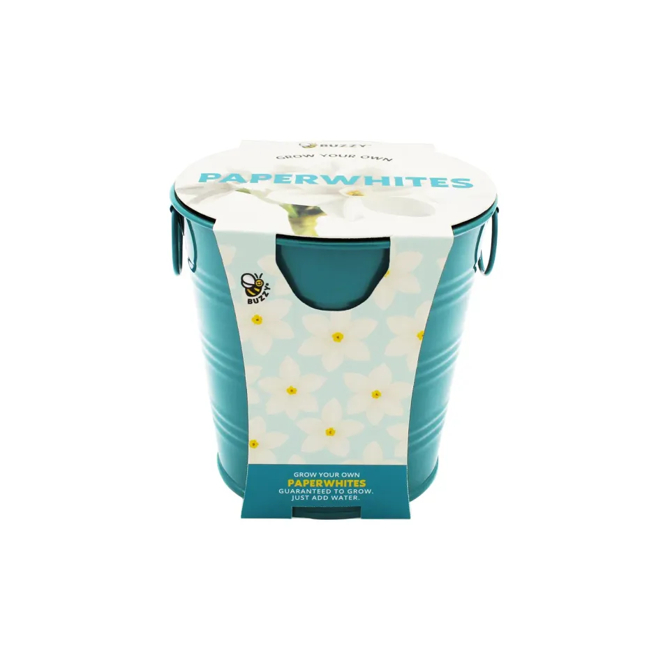 Buzzy Seeds Paperwhite dyrkningssæt 3 løg petrol