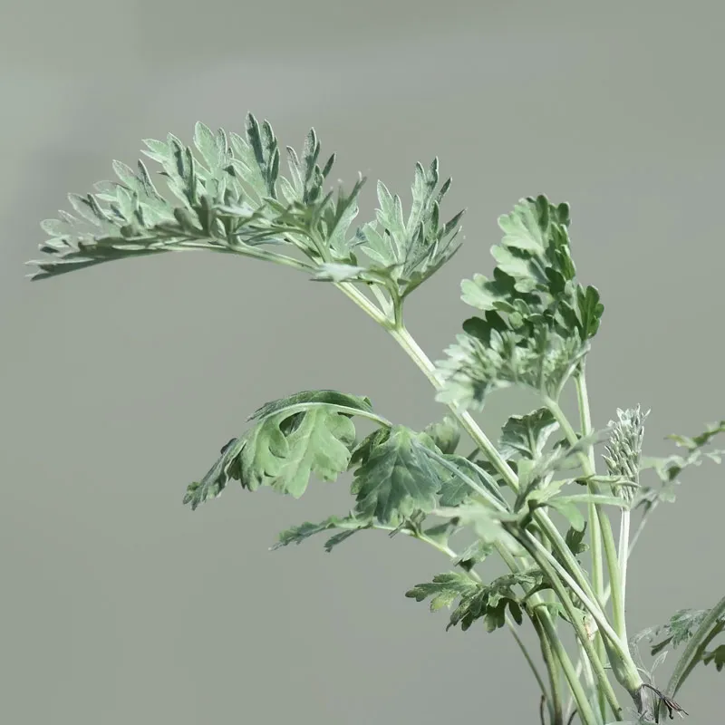 Urtegartneriet øko Have-malurt Artemisia absinthium frø flerårig