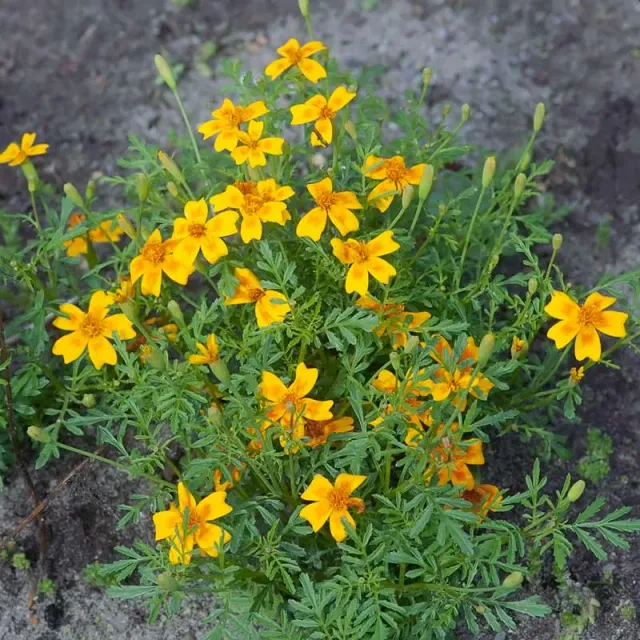 Urtegartneriet øko Tagetes appelsin frø 50 frø øko