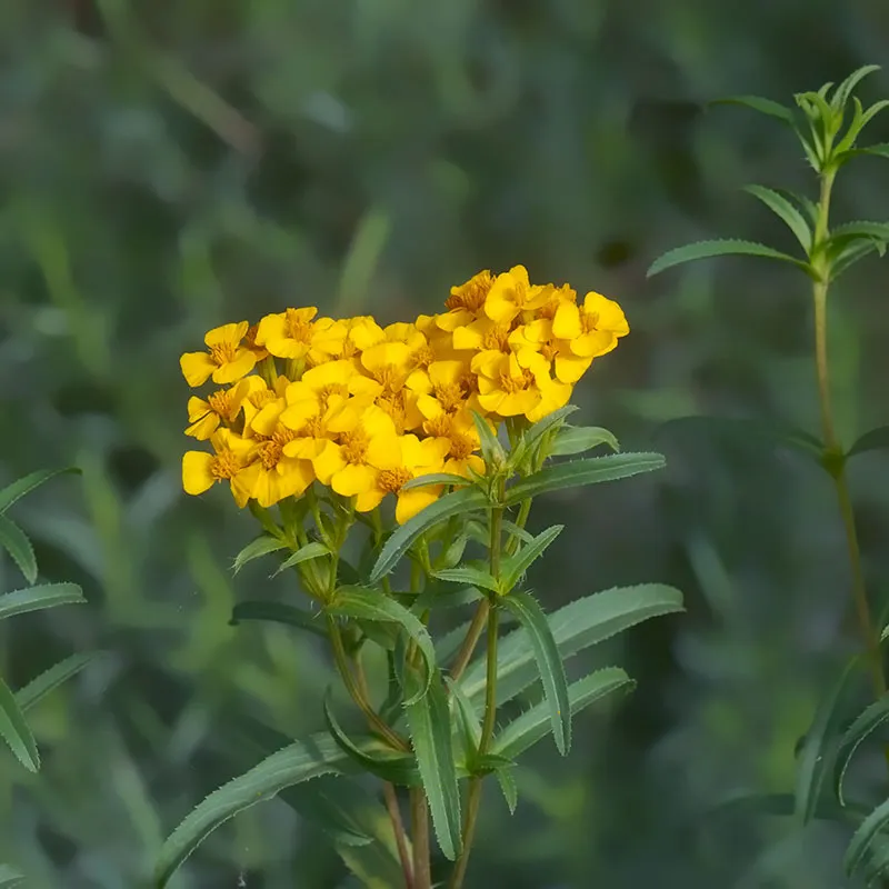 Urtegartneriet øko Lakridstagetes Tagetes lucida frø 50 frø sol