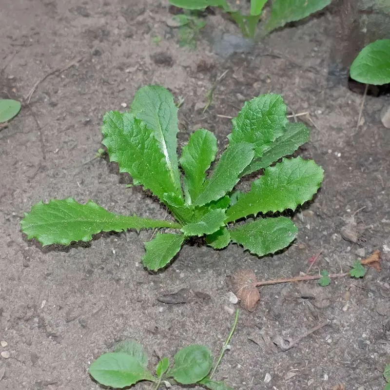 Urtegartneriet øko Giftsalat Lactuca virosa frø ca. 25 frø