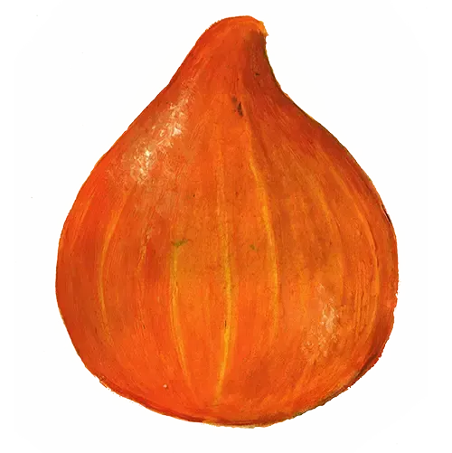 NordFrö Akaguri Orange squashfrø dråbeformet