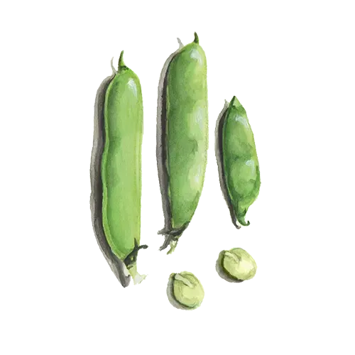 NordFrö Solberga hestebønnefrø lav