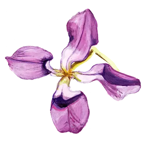 NordFrö Grekisk Lövkoja blomsterfrø natduft hvidrosa