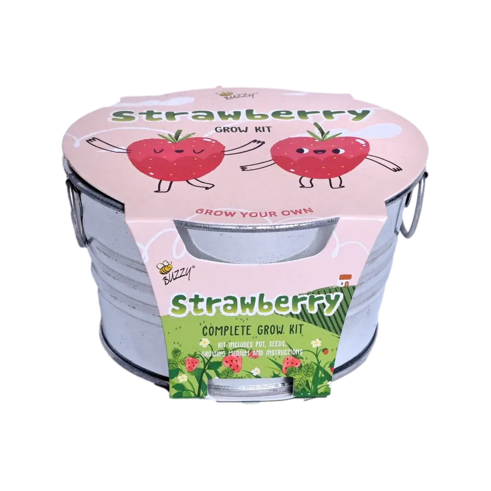 Buzzy Seeds Kids Strawberry dyrkningssæt mini basin jordbær