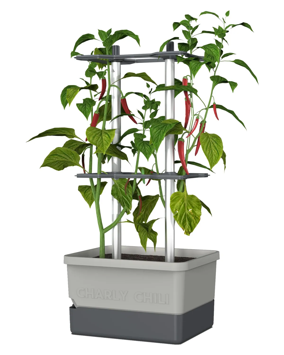 Buzzy Seeds selvvandende chili potte med espalier grøn