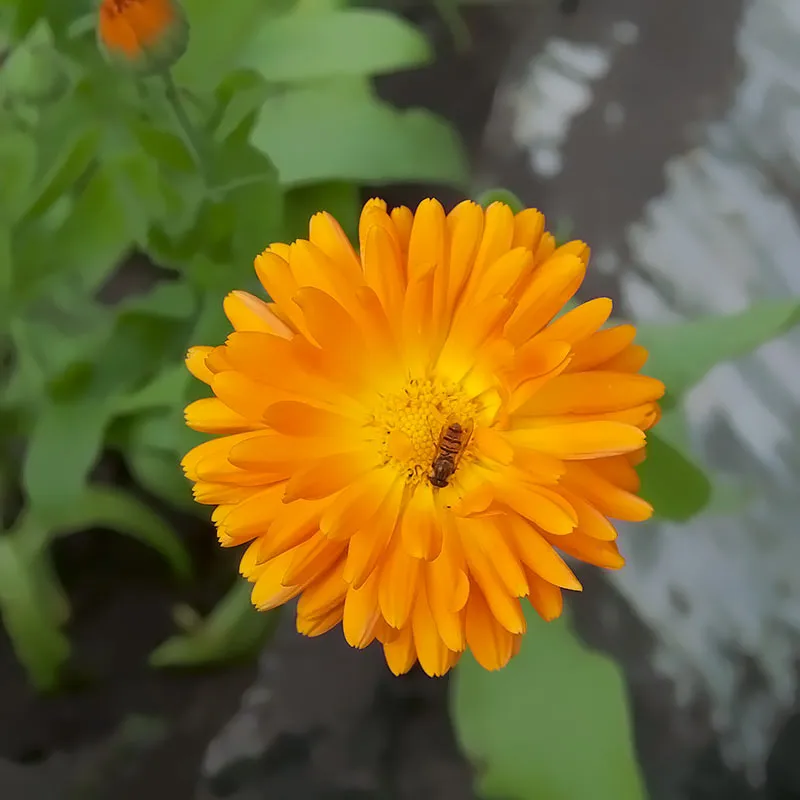 Urtegartneriet øko Morgenfrue orange Calendula officinalis frø 40 stk til sol