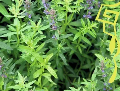 Holschers Frøhandel Isop Officinalis frø – krydderurt