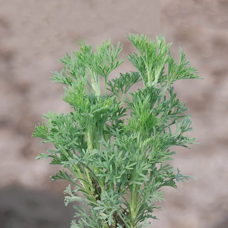 Urtegartneriet øko Ambra colaplante plante flerårig